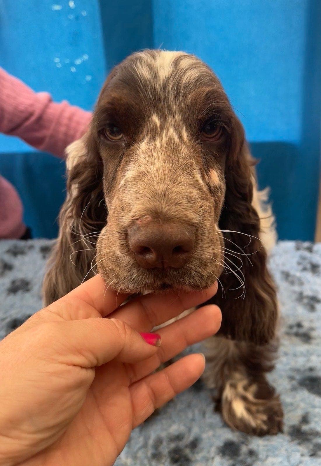 Cocker Spaniel gutt 7 mån