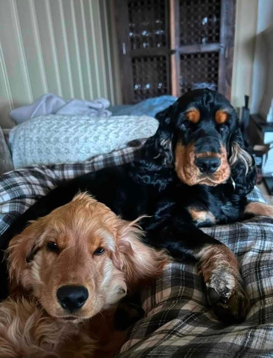 Engelsk cocker spaniel valper