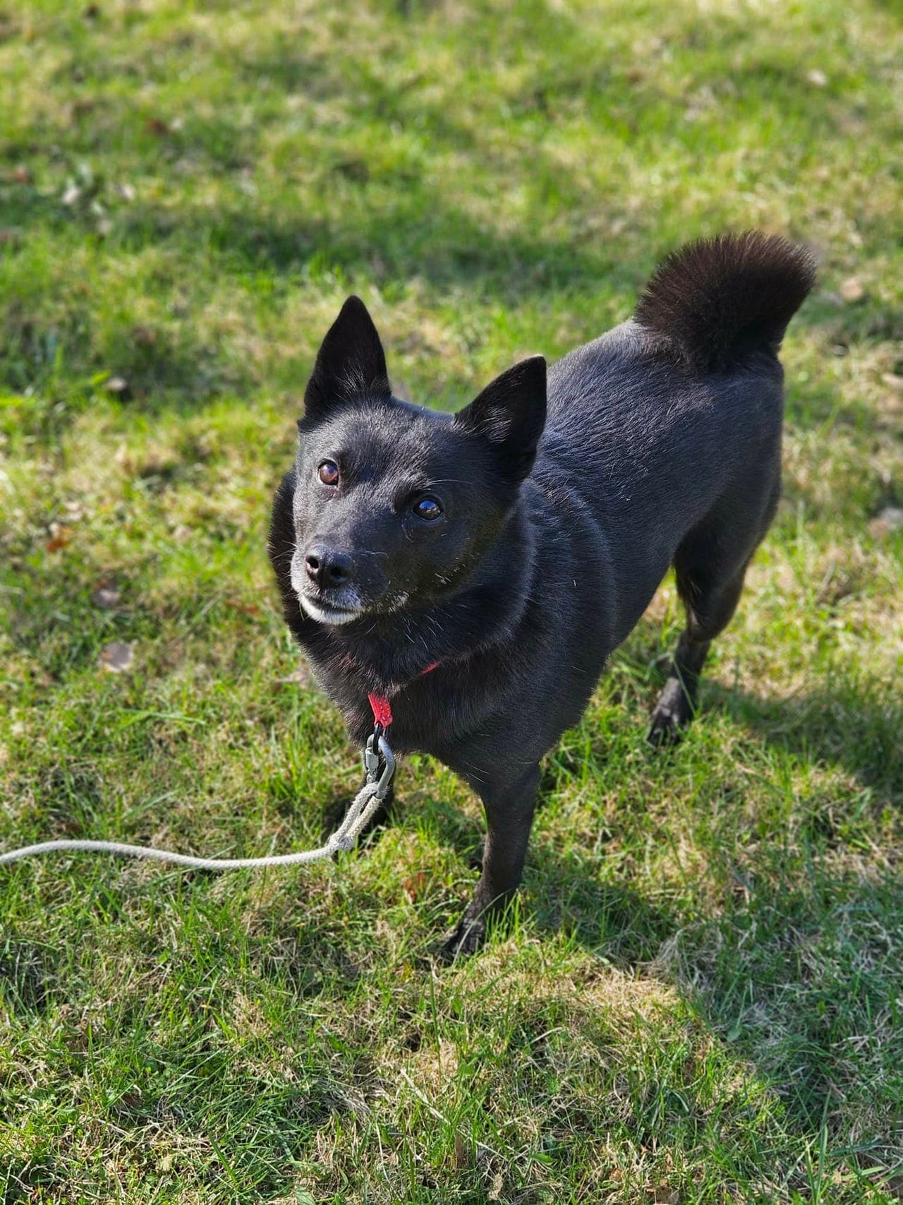 Norsk buhund omplasseres