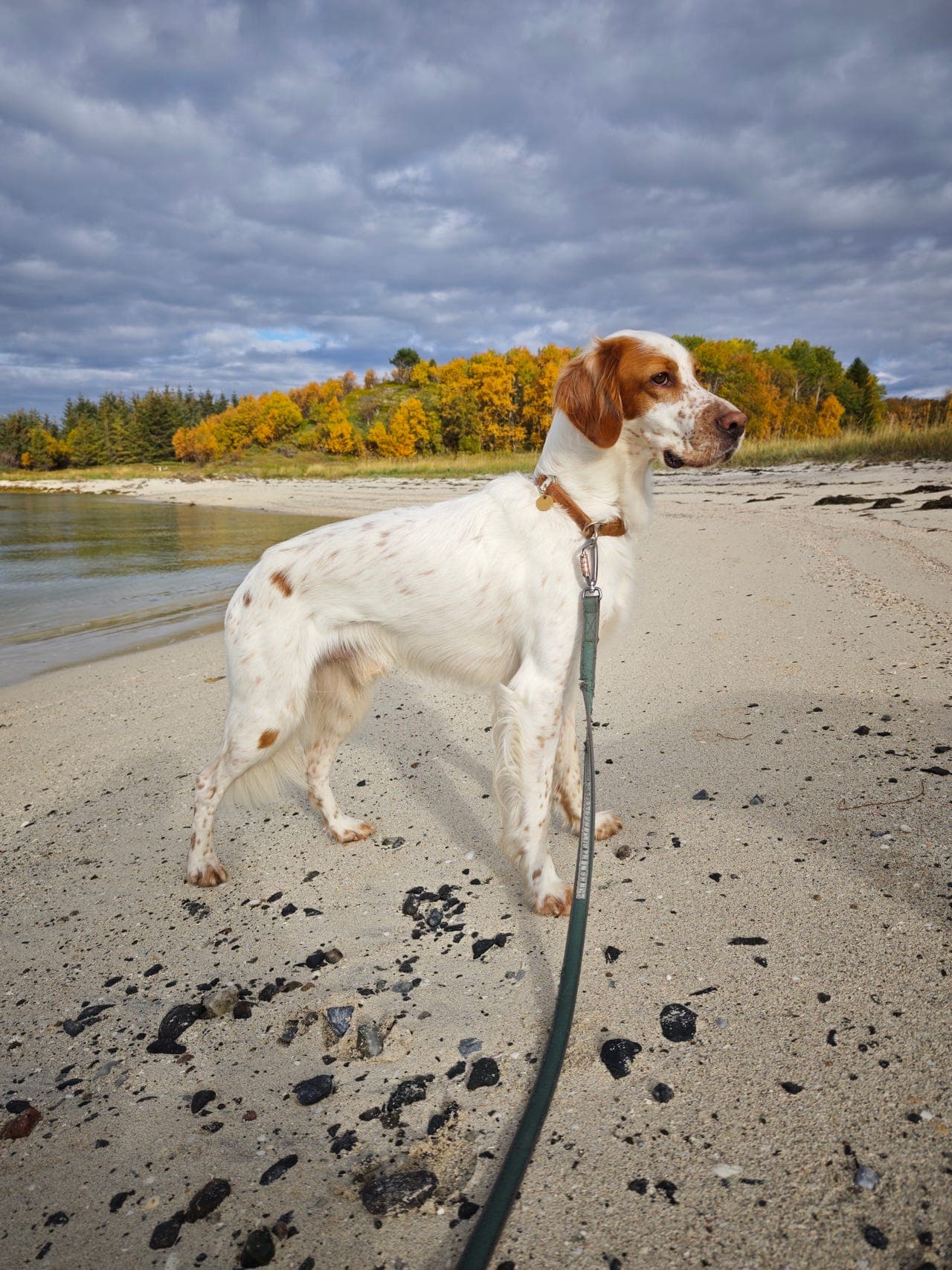 Engelsk setter Ailo selges til erfarne hundefolk