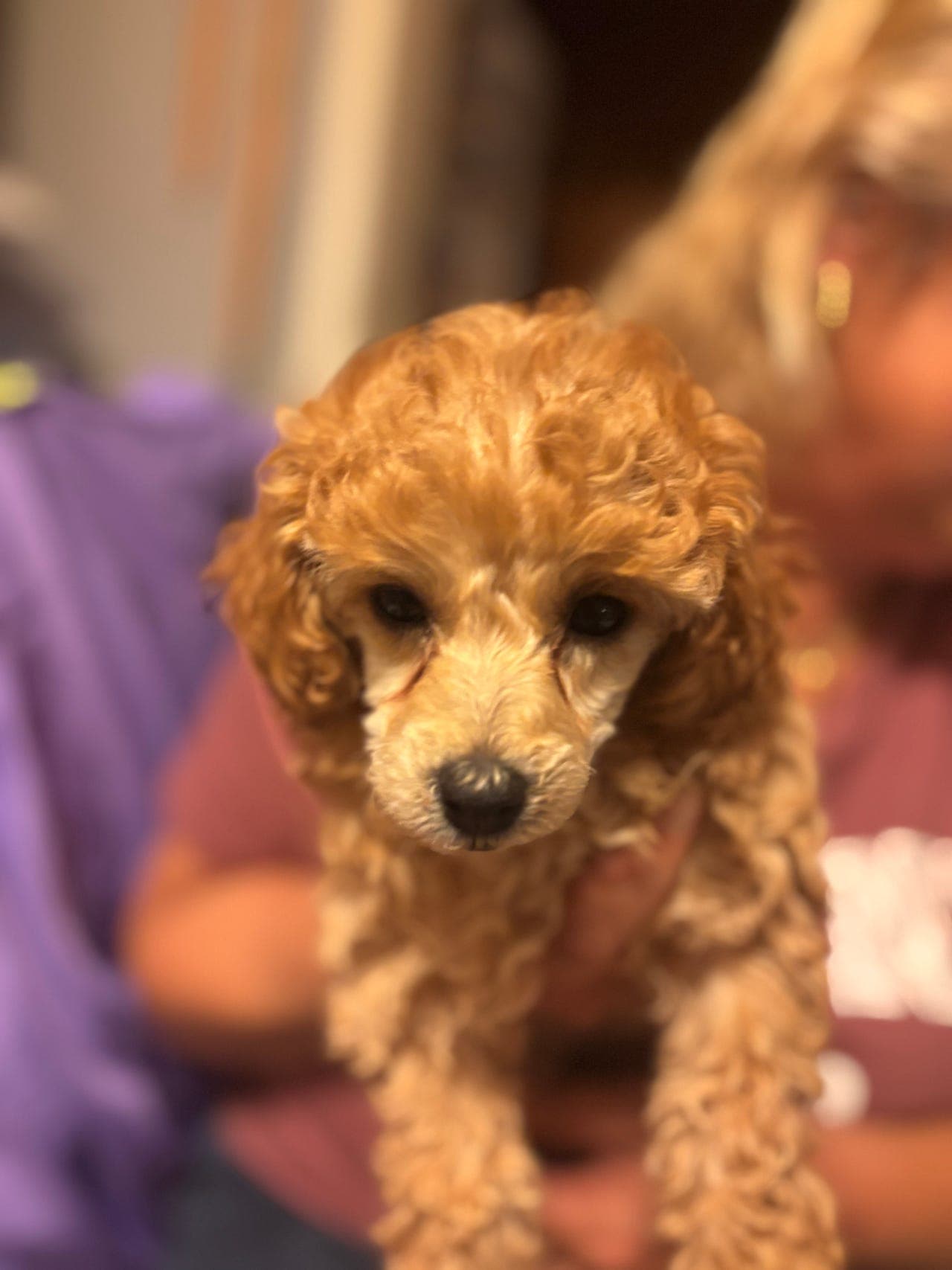 Leveringsklar puddel jente 🐶🐾🦴