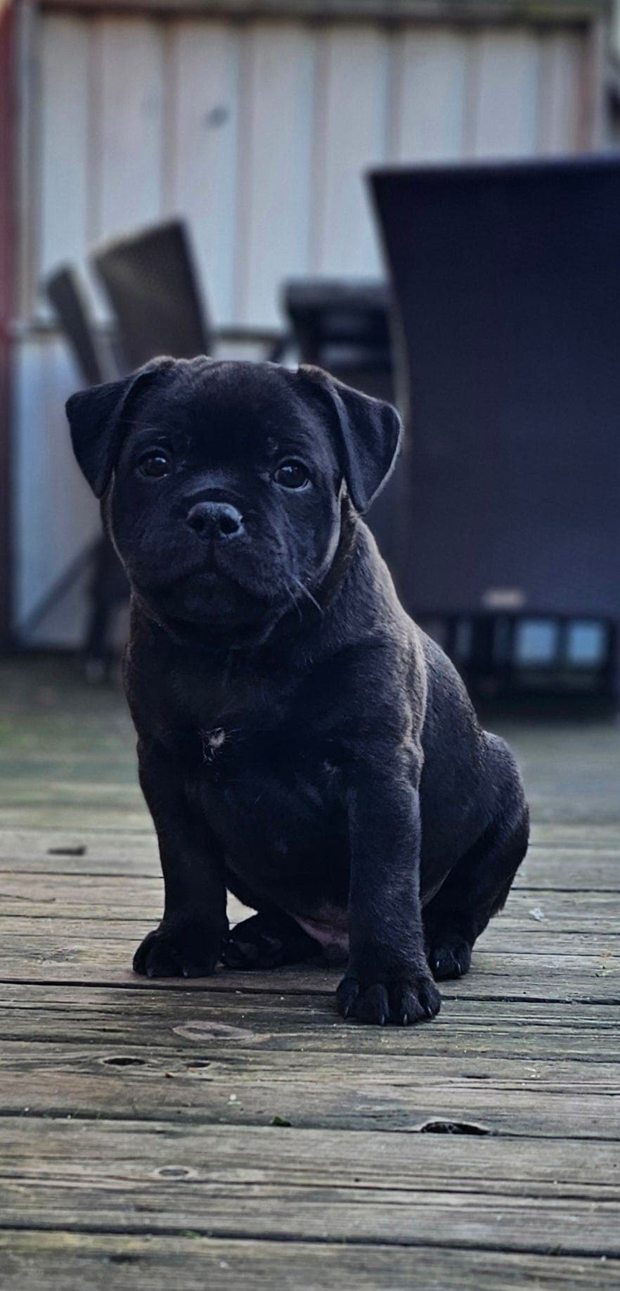 Staffordshire bull terrier valp til salgs.