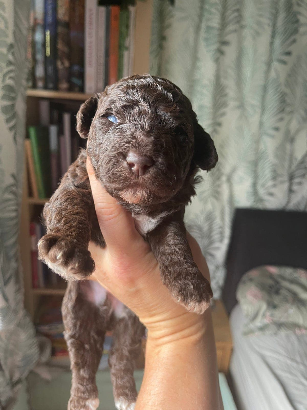 Spansk vannhund valper