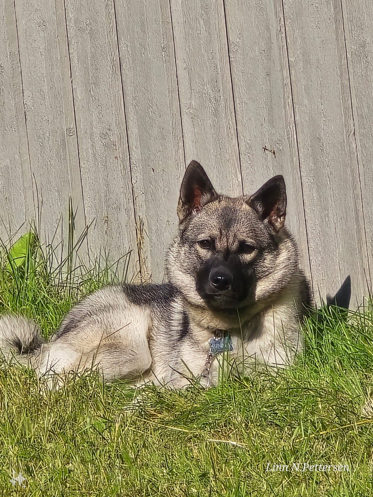 Norsk elghund grå valper🐶😍