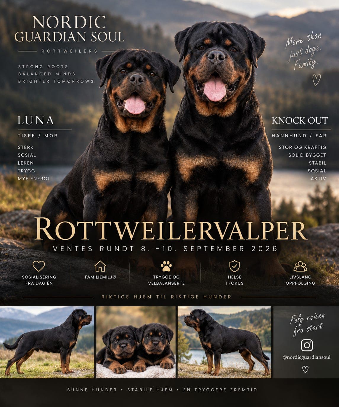 Flotte, Kraftige Rottweilervalper ventes snart 🐾❤️