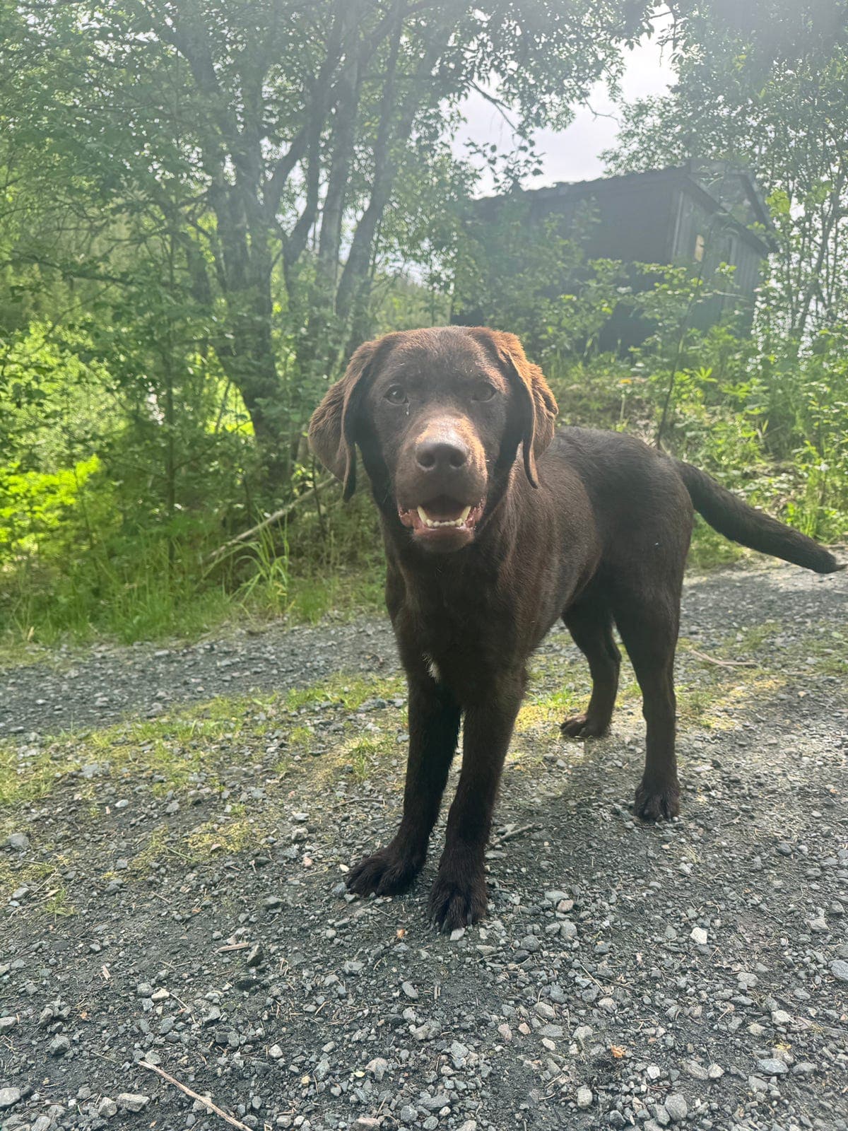 Omplassering 🤎 En fantastisk ung Labrador-gutt søker sitt nye hjem 🐶