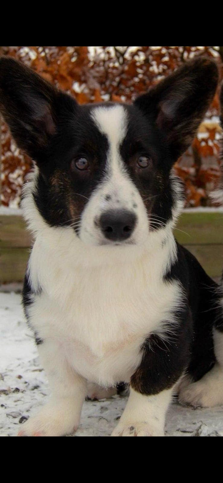 Welsh corgi cardigan