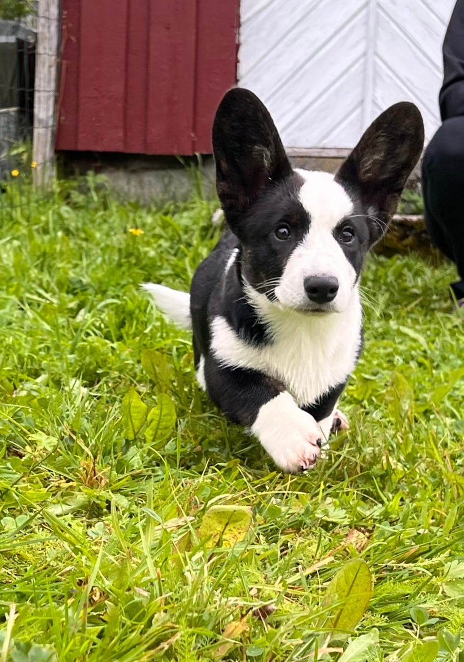 Welsh Corgi cardigan valp søker sitt forevige hjem❤️