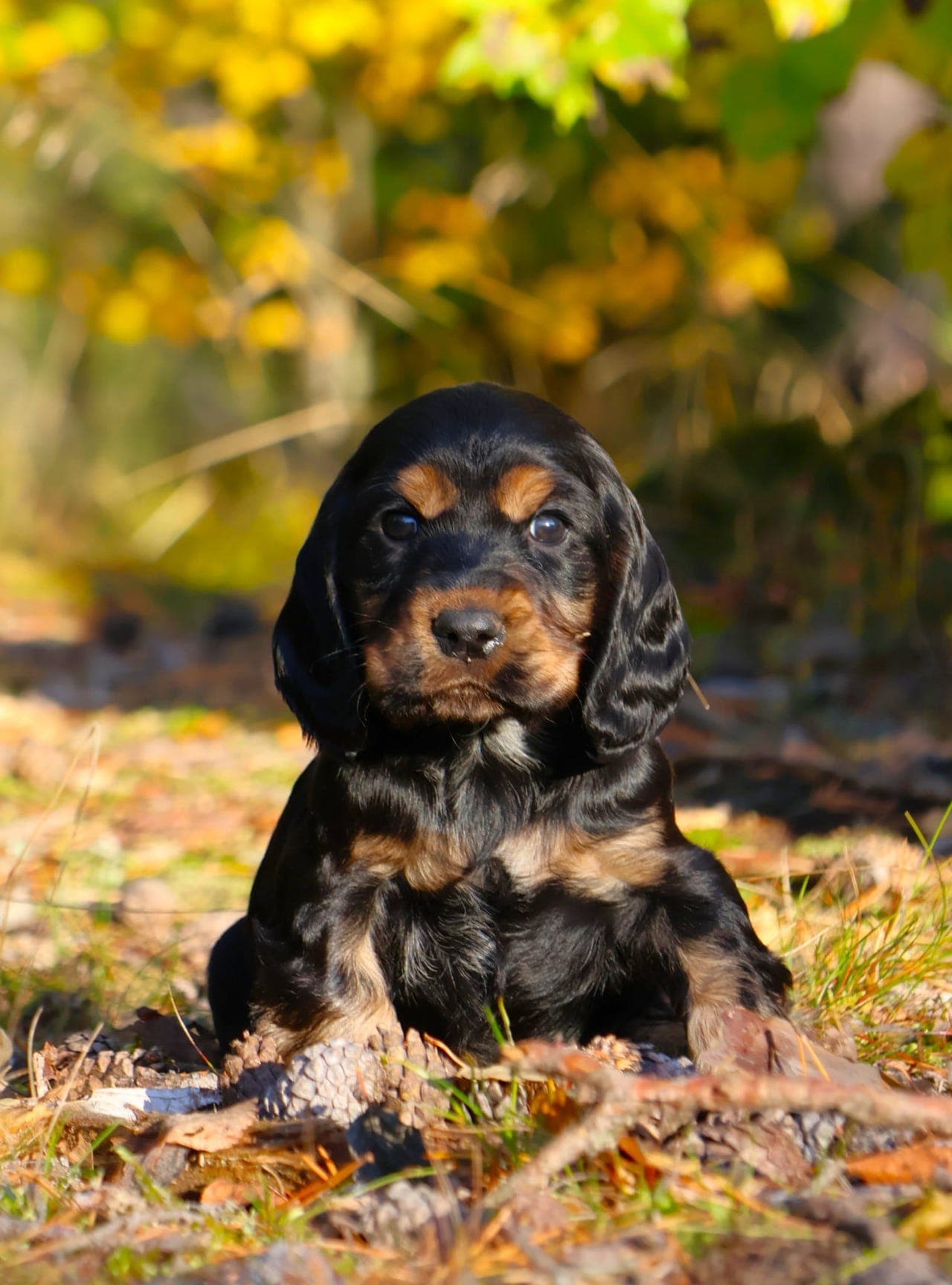 Engelsk Cocker Spaniel valper
