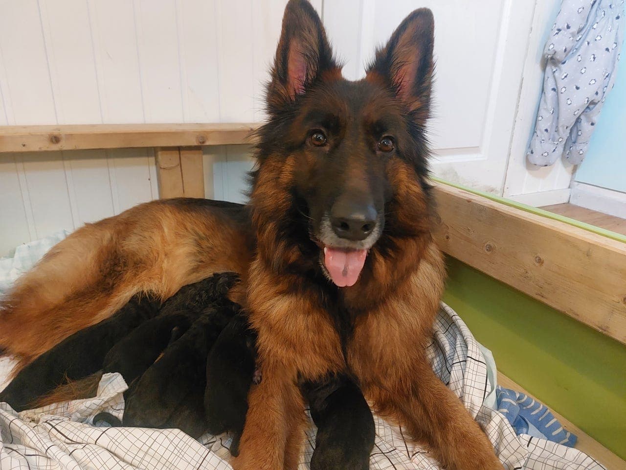 Schaferhund valper langhår