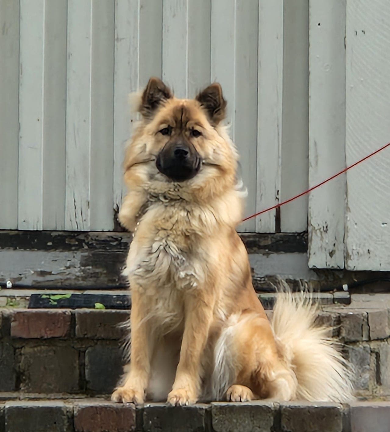 Eurasier valper ventes om 2 uker