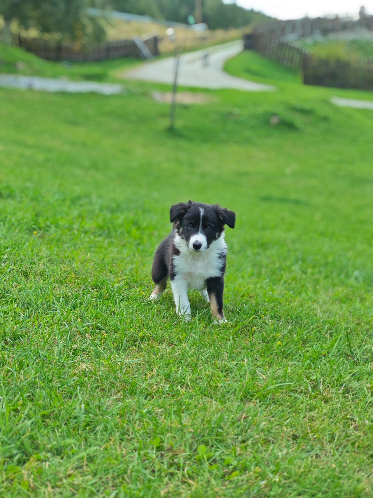 Border Collie valper