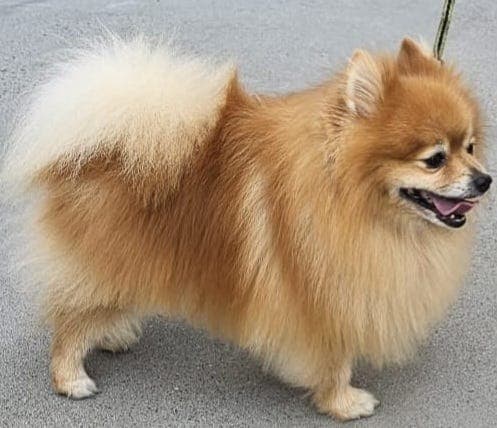 Renraset Pomeranian, men uten NKK-registrering