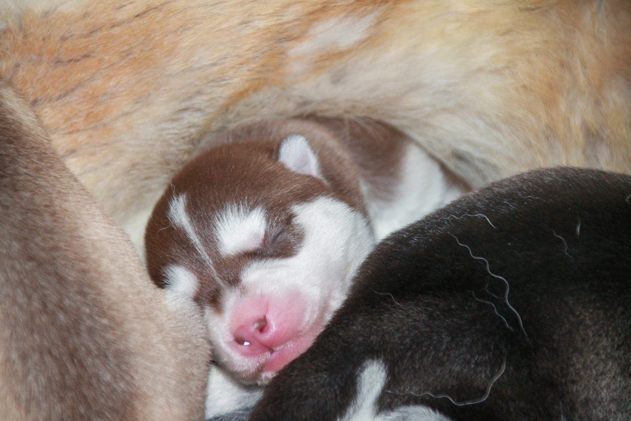 NKK reg Siberian Husky valper