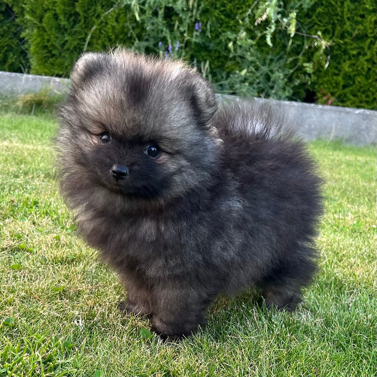 Pomeranian hannvalp - NKK registrert/stamtavle