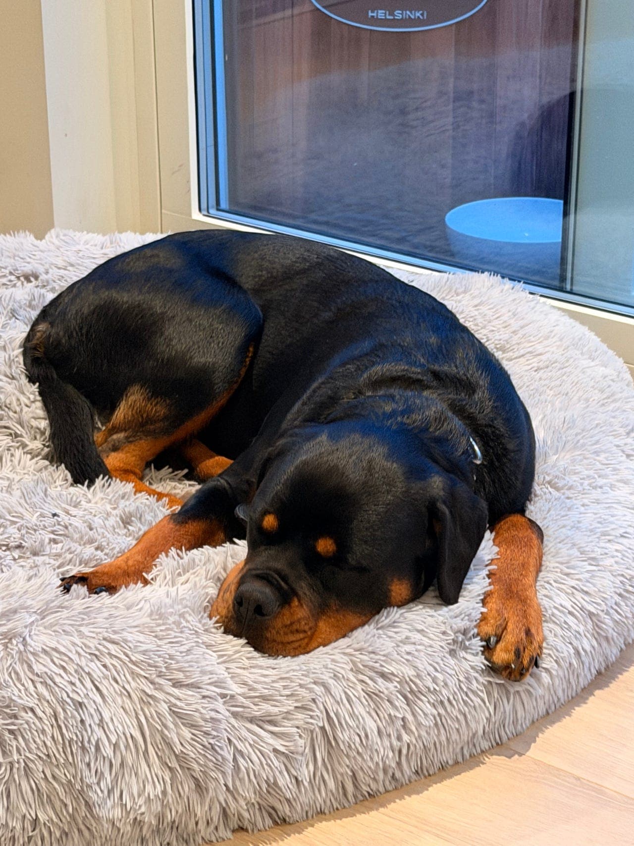 Nydelig Rottweiler tispe