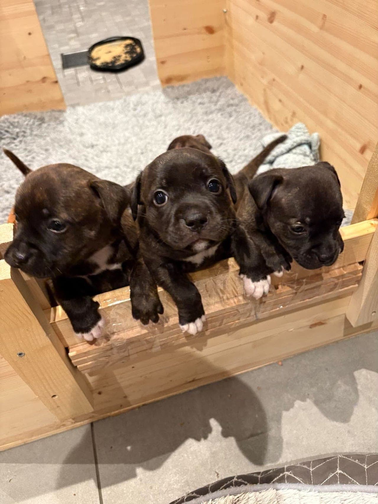 Staffordshire Bull Terrier