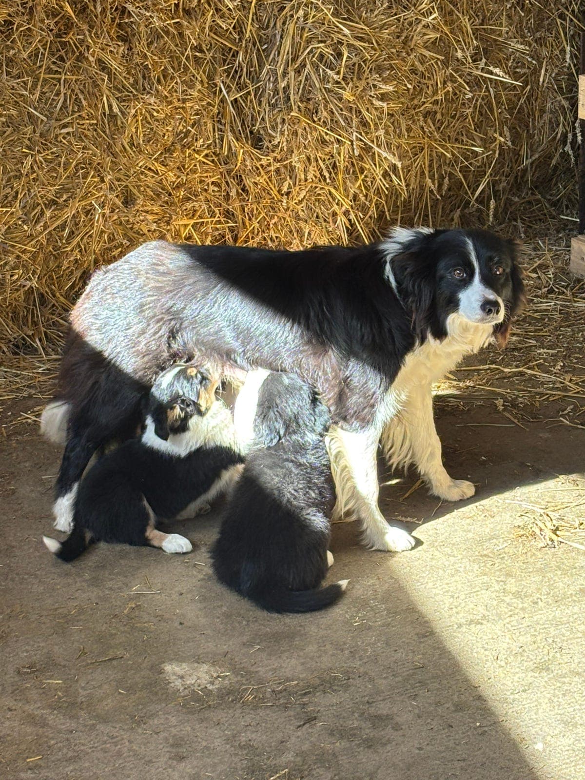 Border Collie
