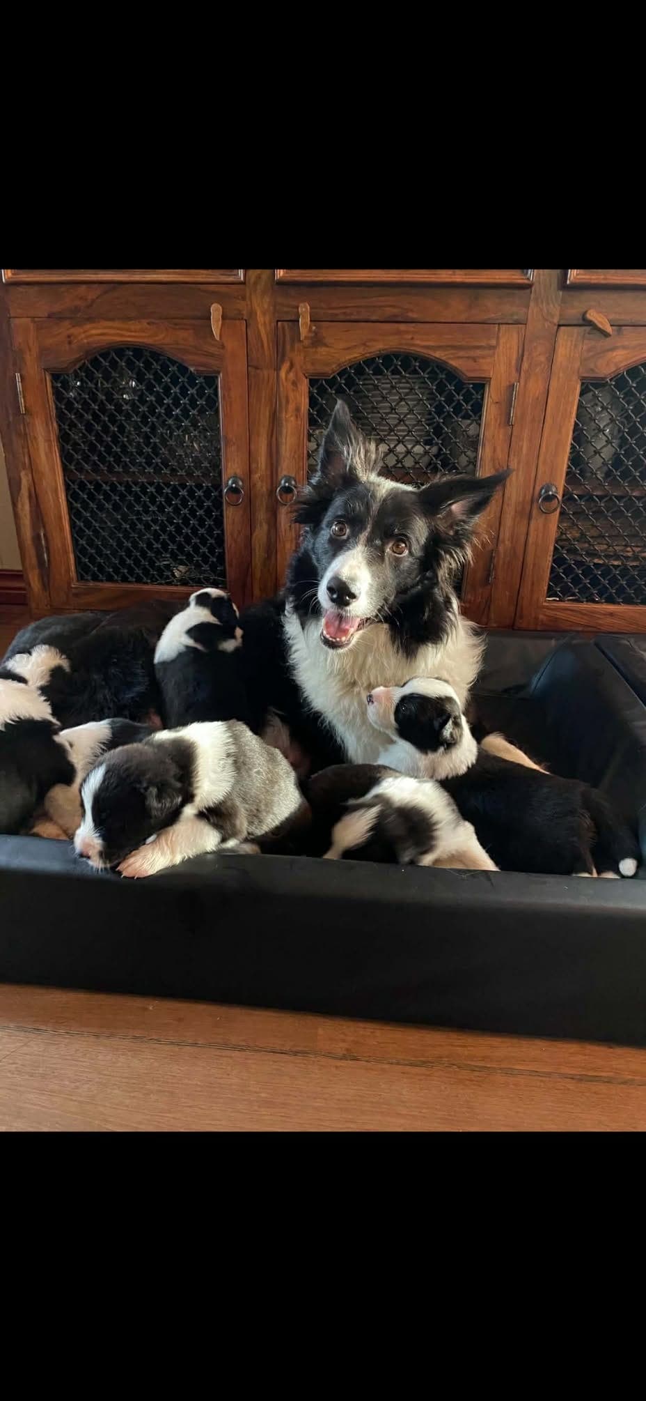 Border Collie show line