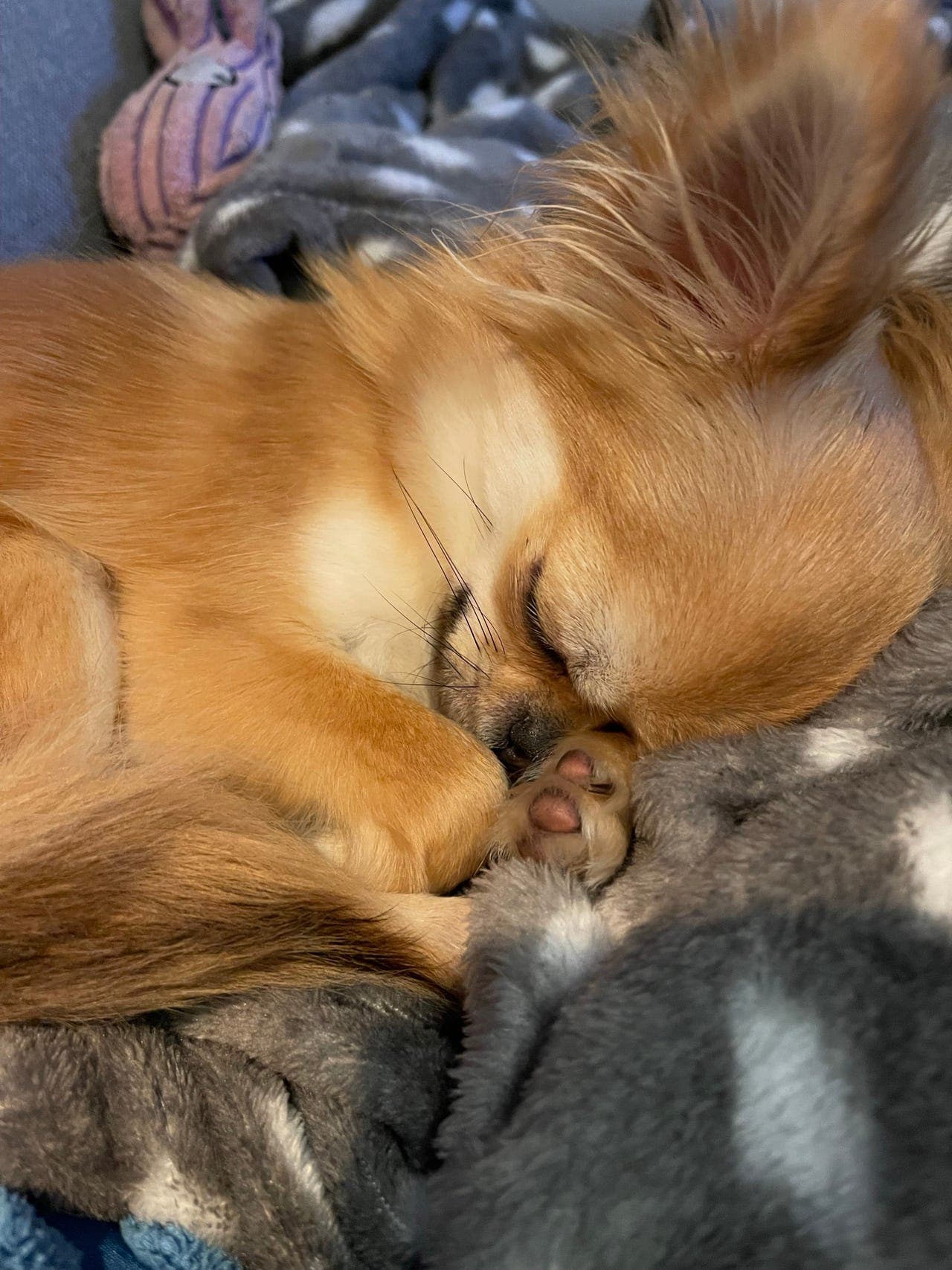 Langhåret Chihuahua 3 år gammel