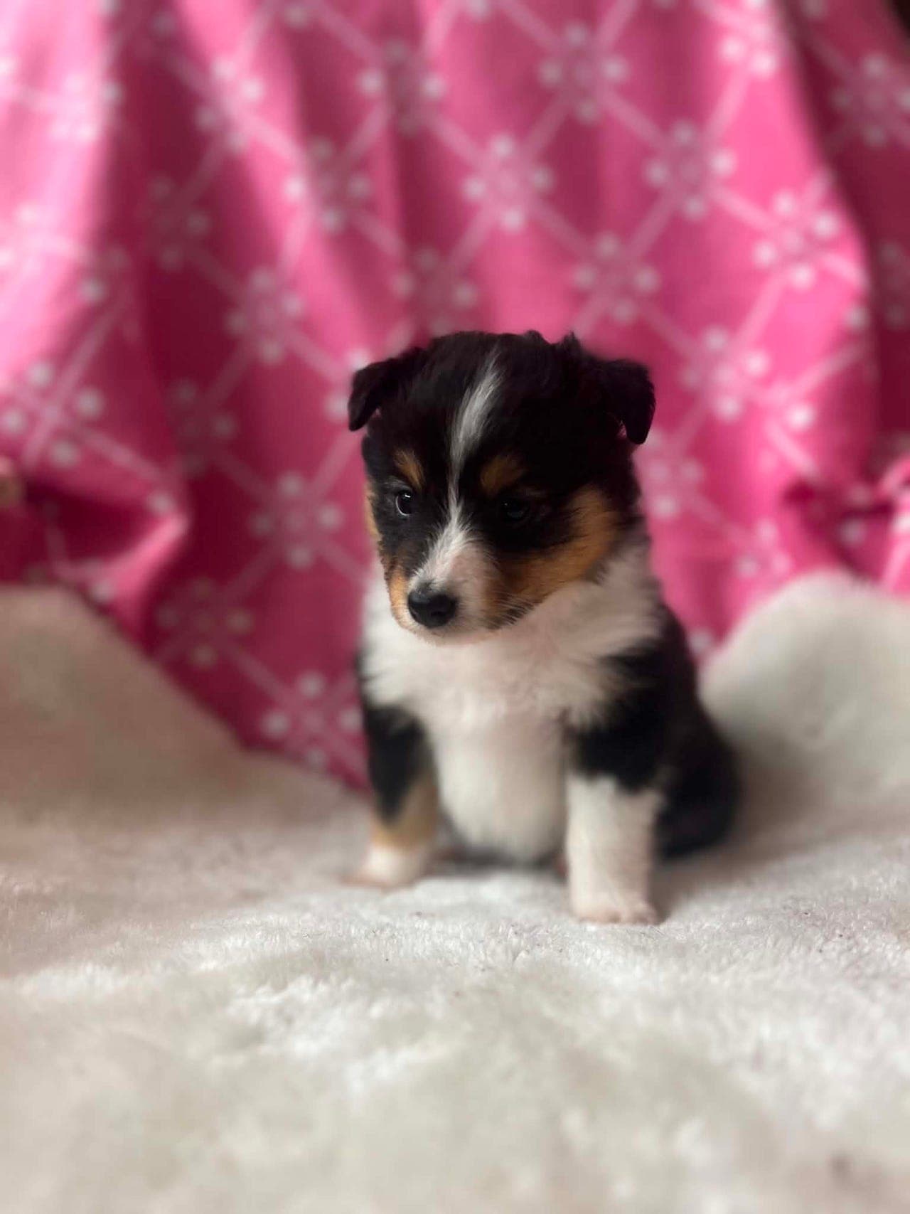 shetland sheepdog valper tilsalgs