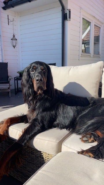 Gordon Setter - Omplassering