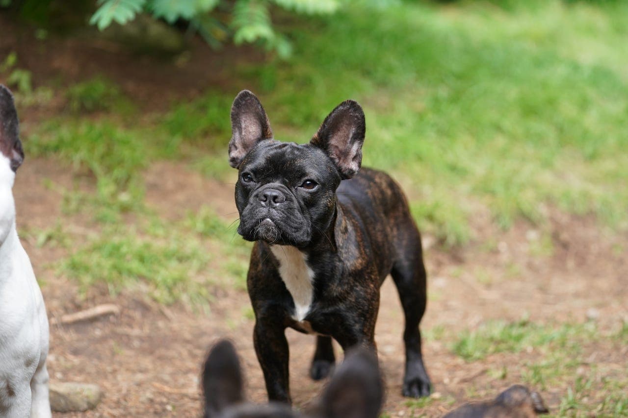 Unge og voksne Fransk Bulldog trenger nye hjem