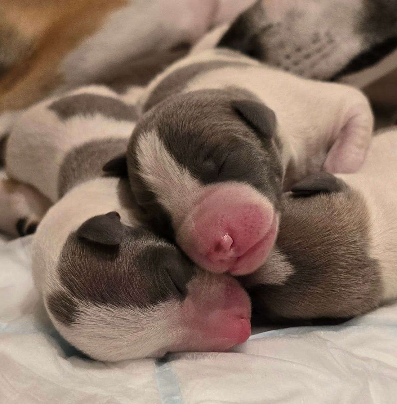 Kennel Conspicuus d'Or Whippet har fått 4 utrolig skjønnheter.