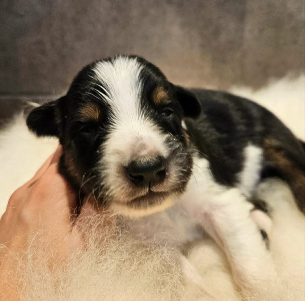 Border Collie-valper søker gode og aktive hjem!
