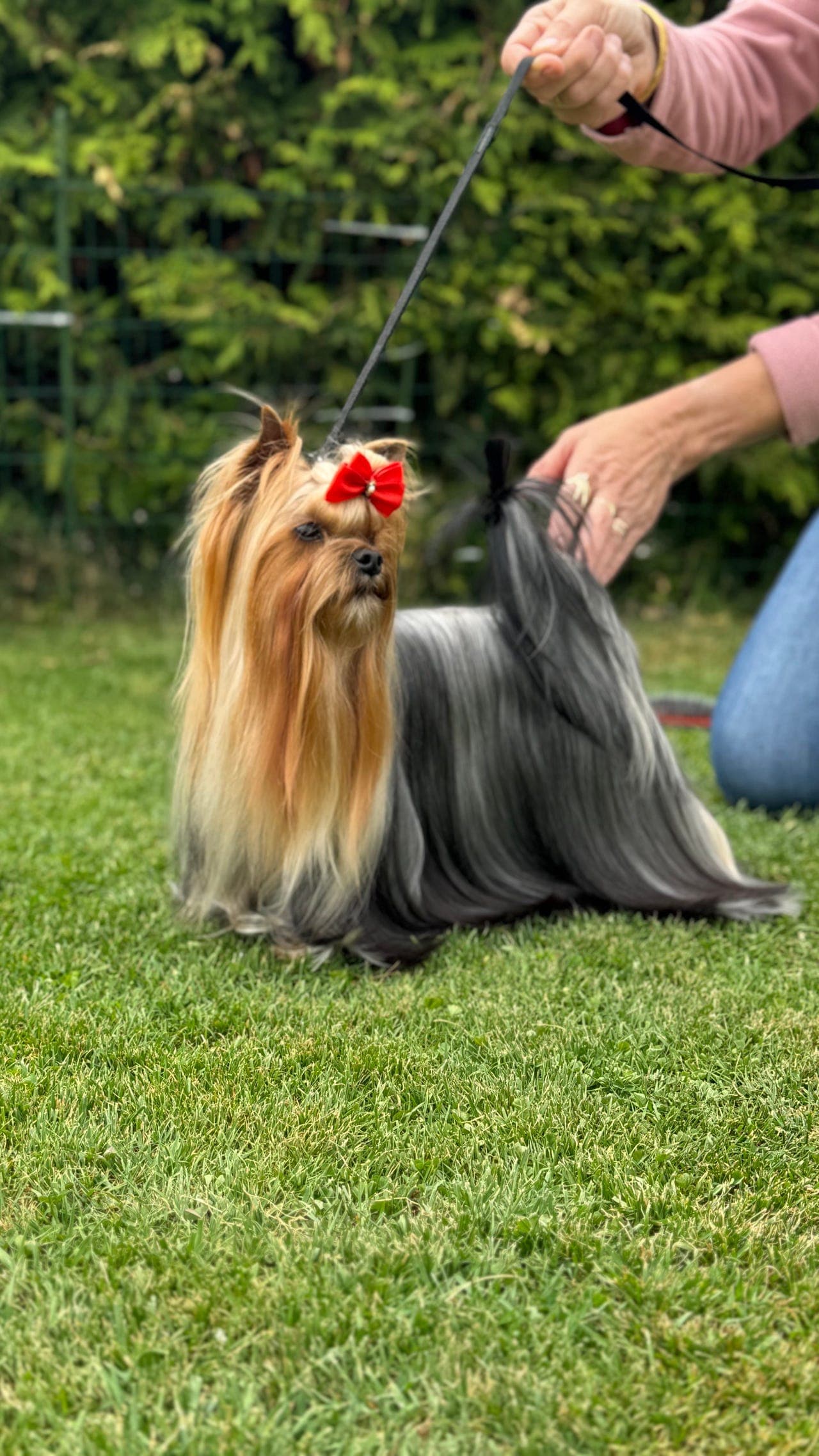 Nydelige Yorkshire terrier valper til salgs.