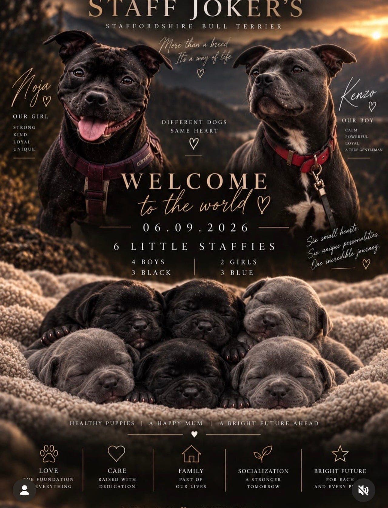 Staffordshire Bull Terrier til salgs