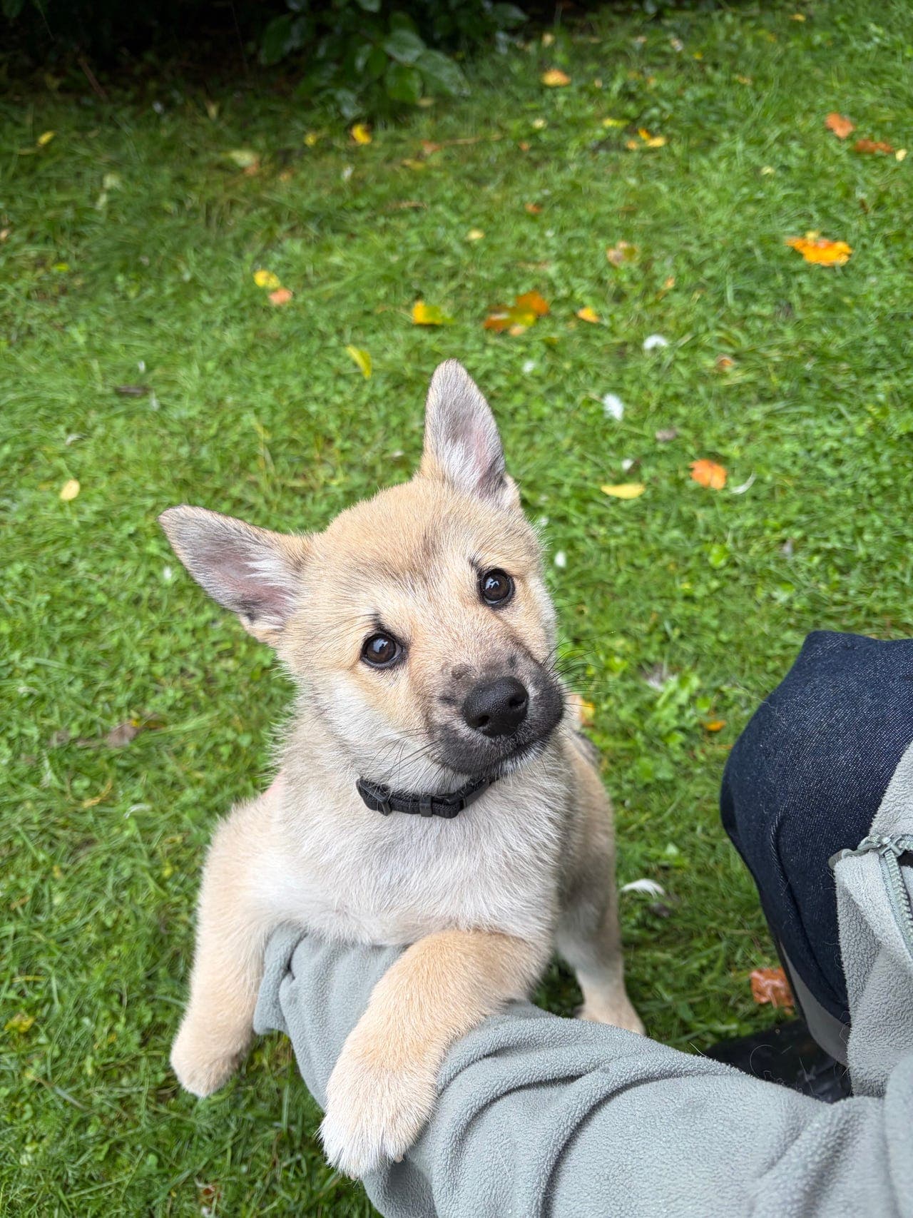 Norsk buhund - hannvalp klar for nytt hjem!