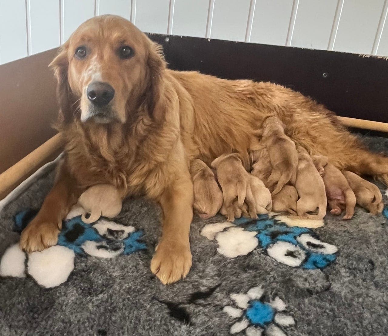 Nydelige mørke Golden Retriever valper med NKK stamtavle