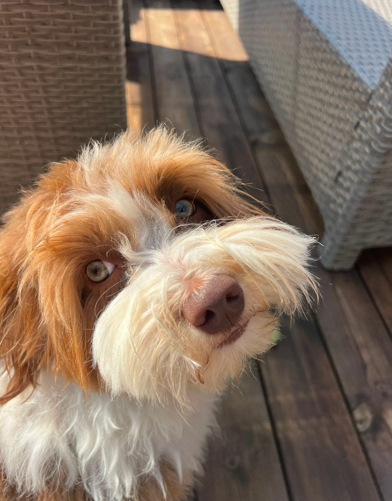 Bichon havanais planlagt kull høst/vinter