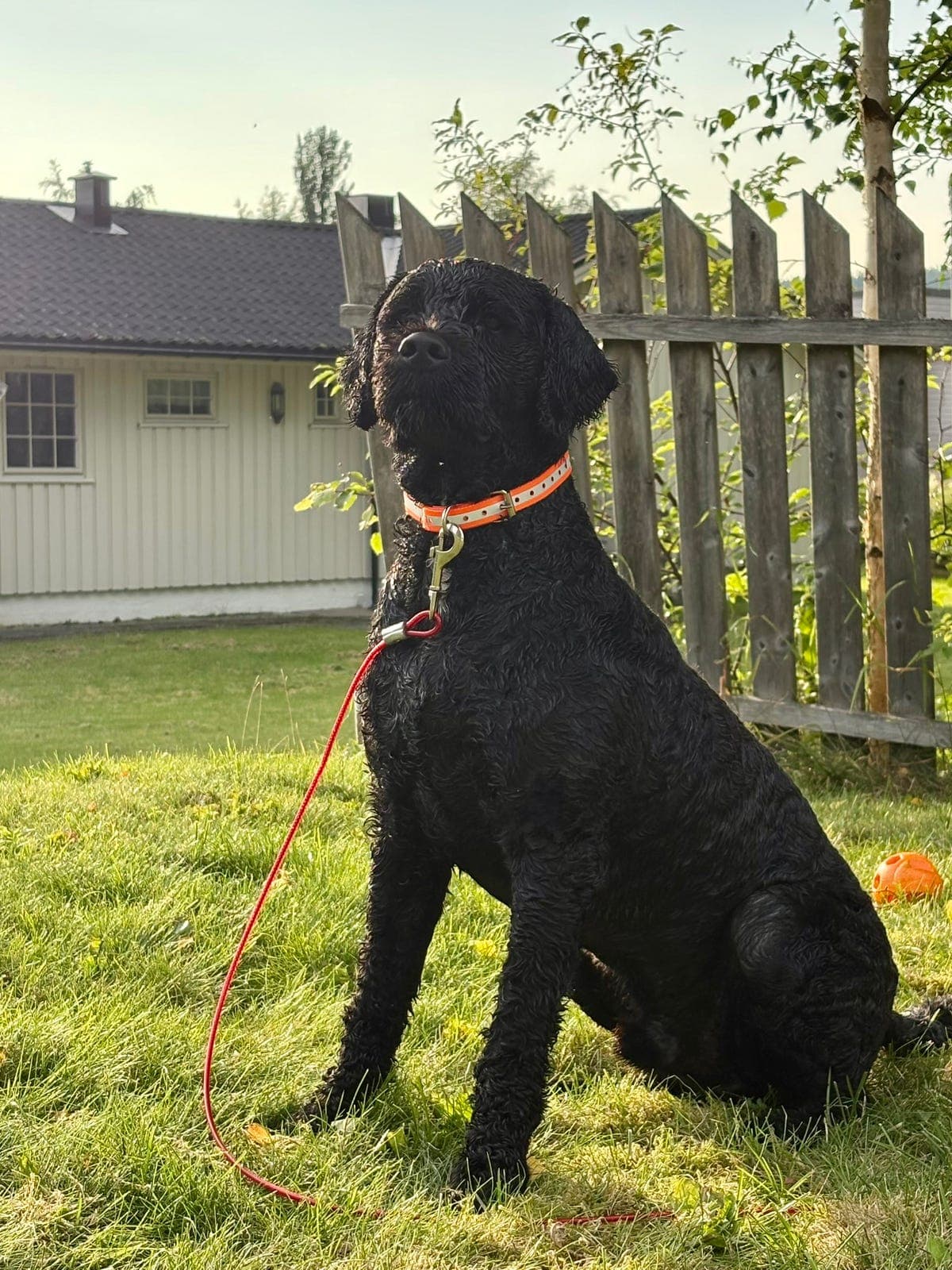 Portugisisk vannhund vurderes omplassert