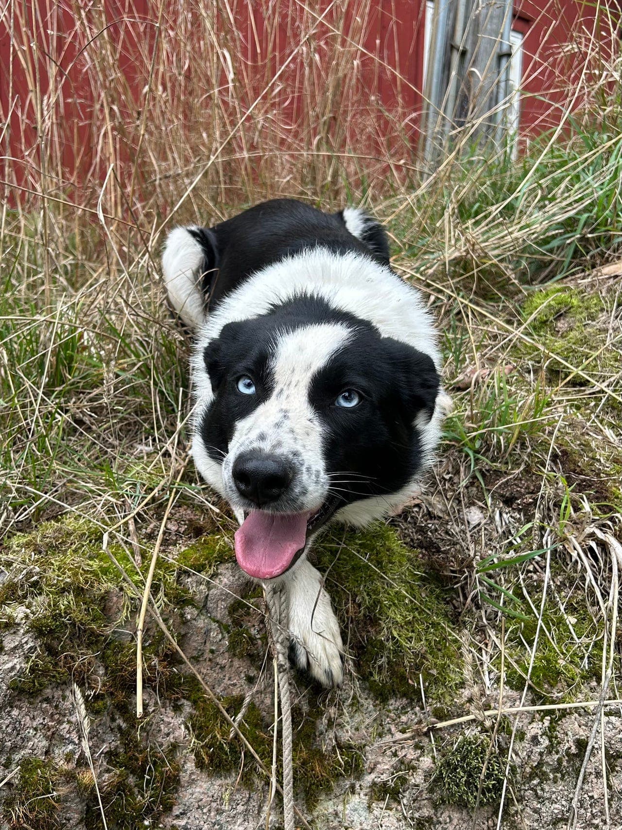 Bordercollie hannhund