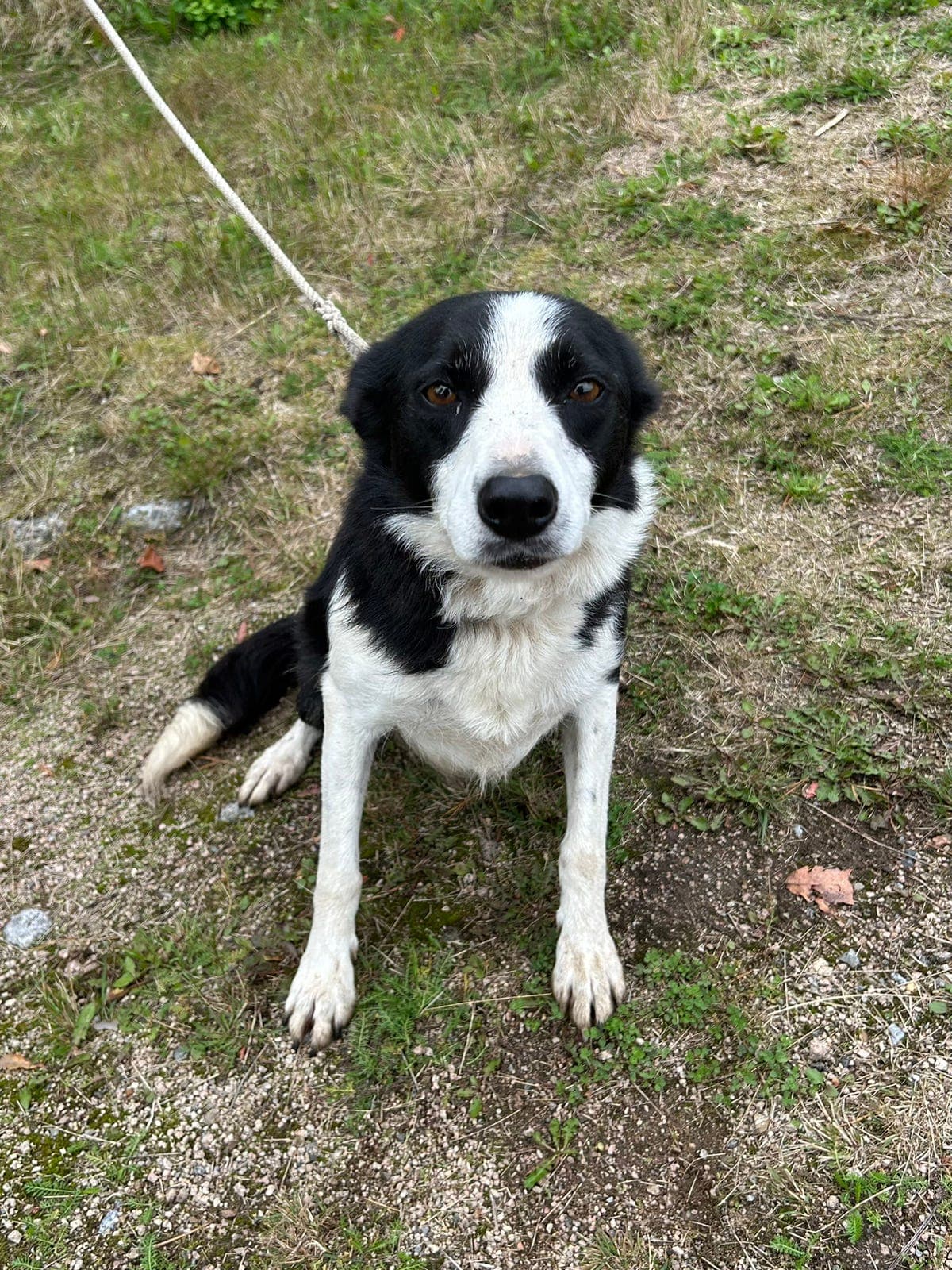 Border collie tispe