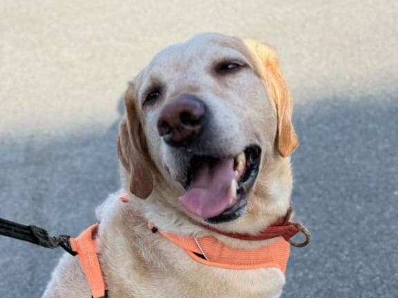 Adopter Ori: En rolig labrador søker sitt hjem (2SaveMe)
