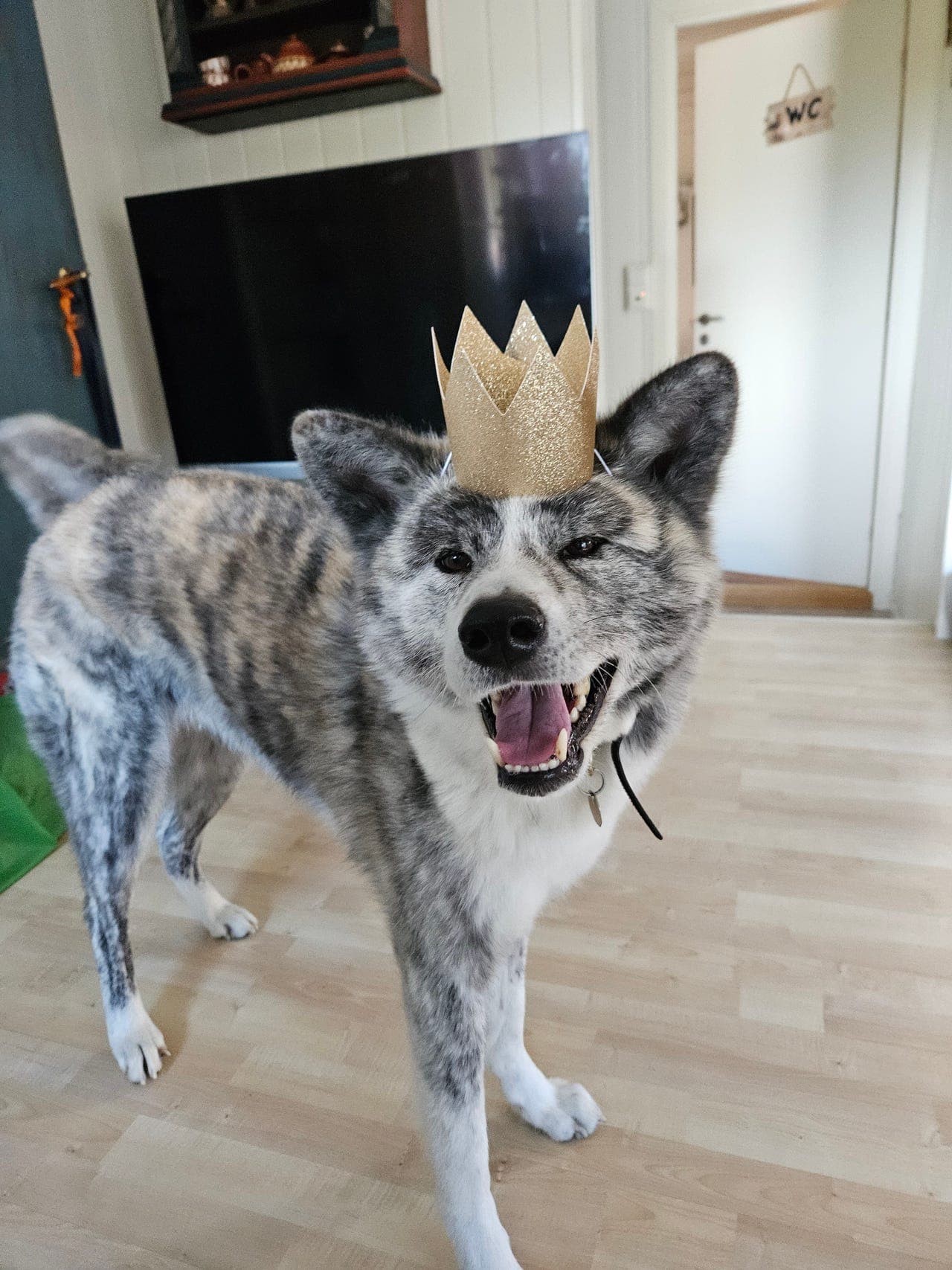 Akita senior