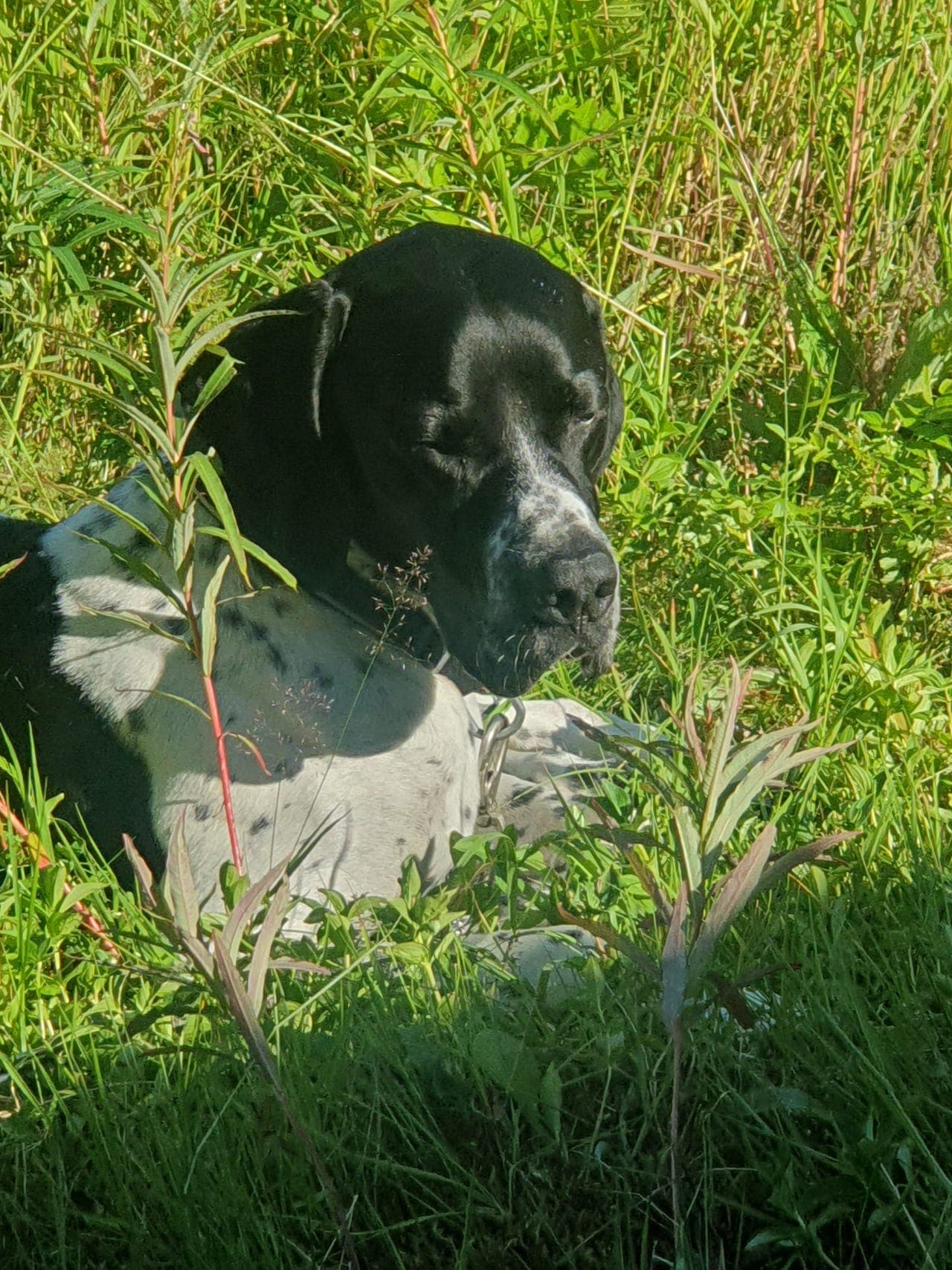 Pointer 5 år 30 kg omplasseres, les annonsen før dere tar kontakt.