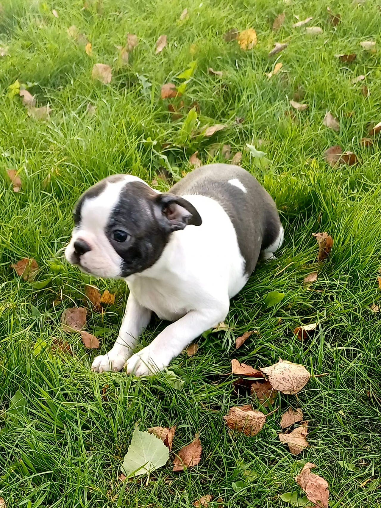 Boston terrier valp