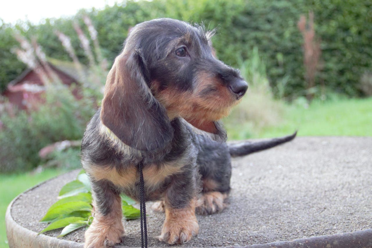 Strihåret Dachshund Standard
