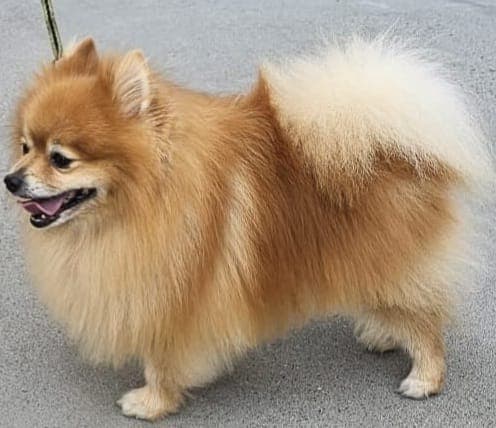 Renraset Pomeranian, men uten NKK-registrering.
