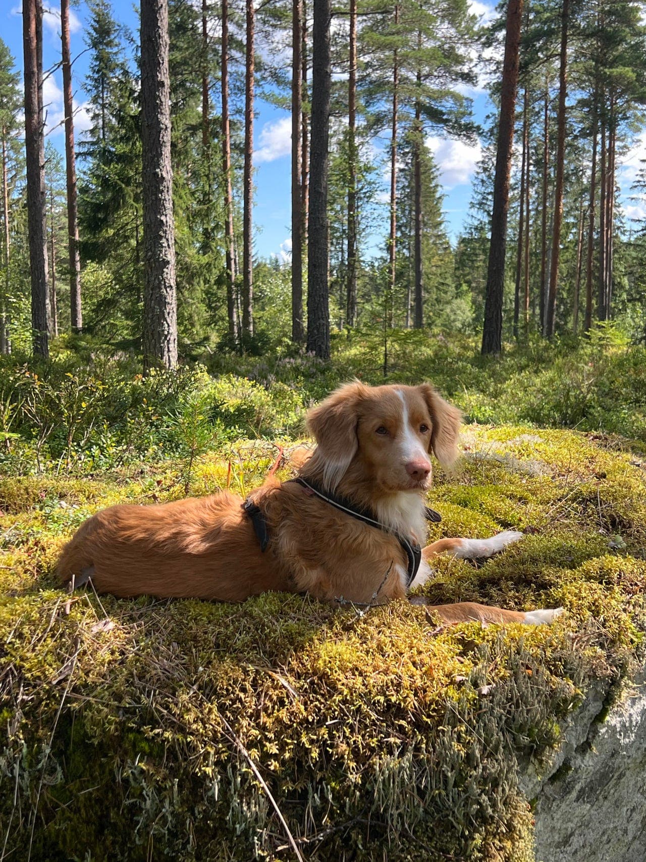 Fineste Kira søker nytt hjem