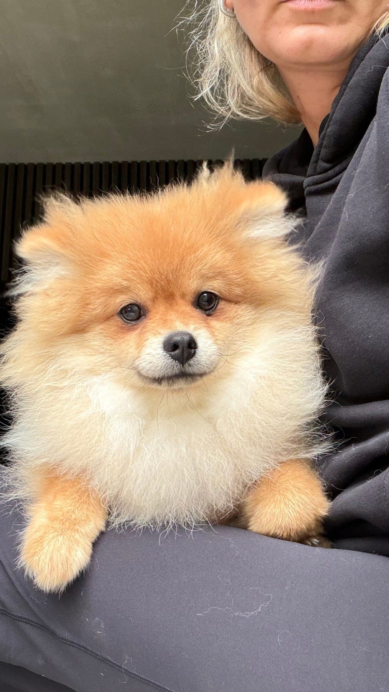 Spitz pomeranian valp
