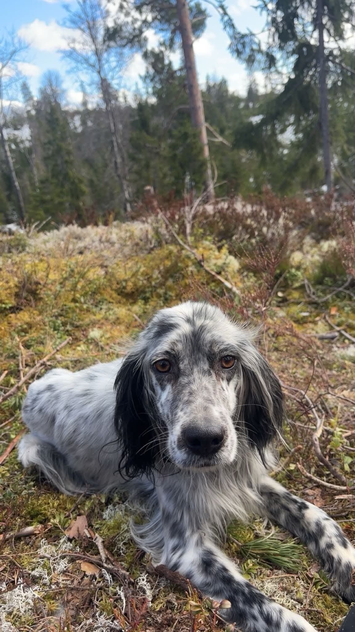Engelsk setter tispe (reservert)