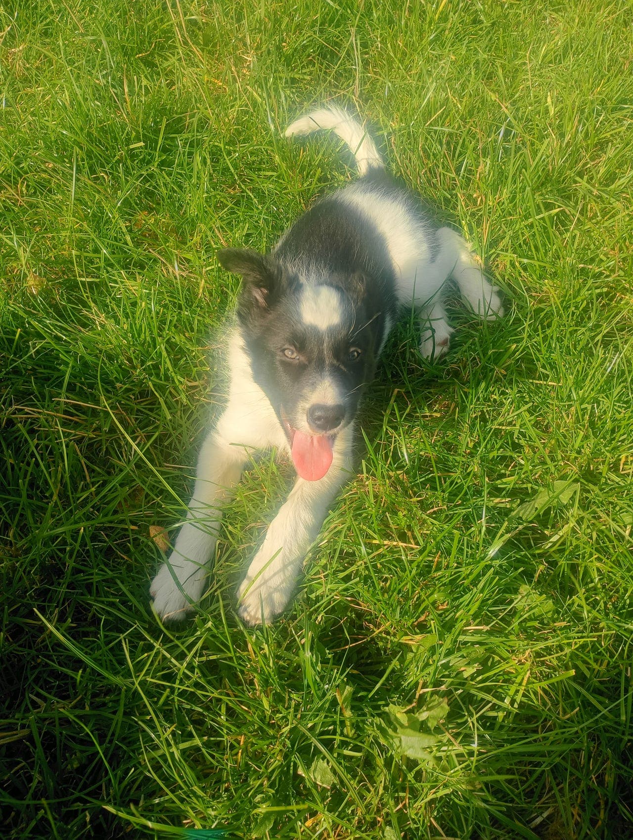 Border collie valper