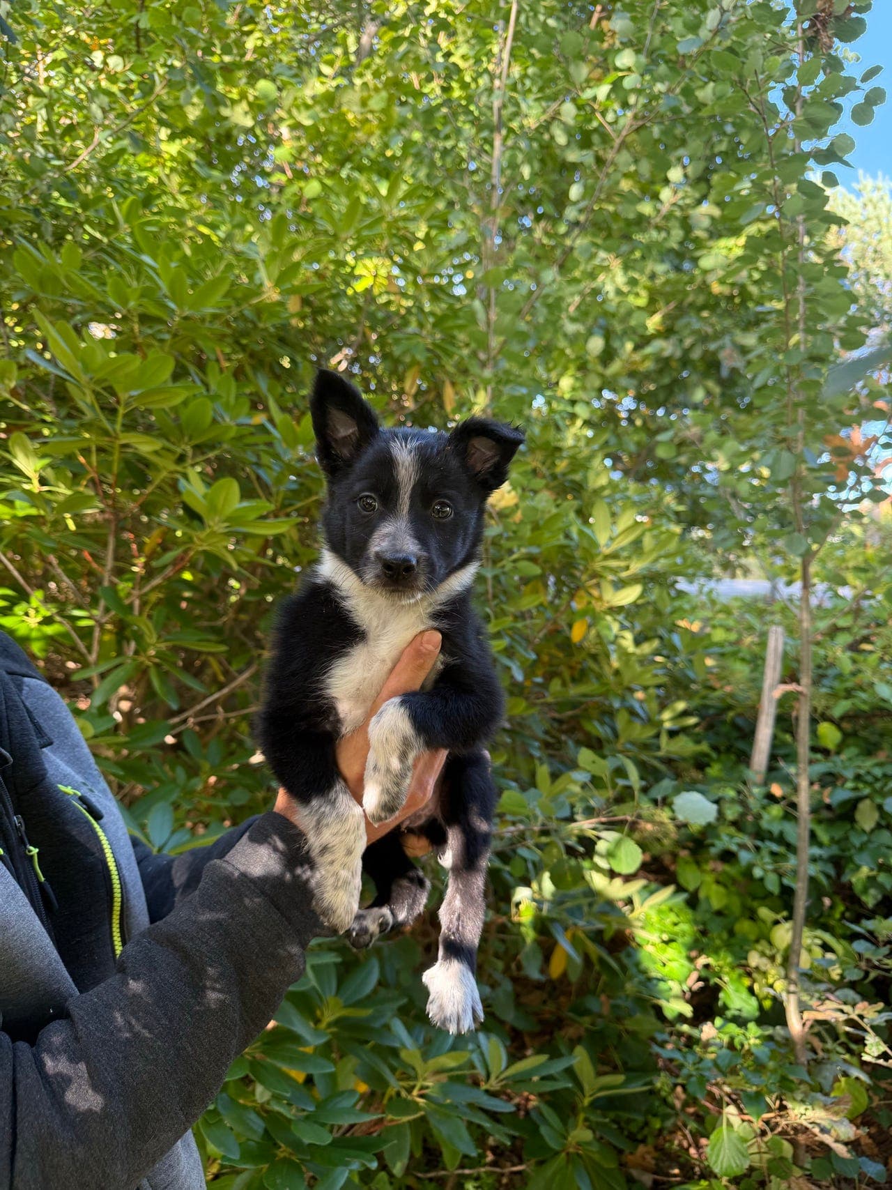 Border collie hannvalper NKK reg