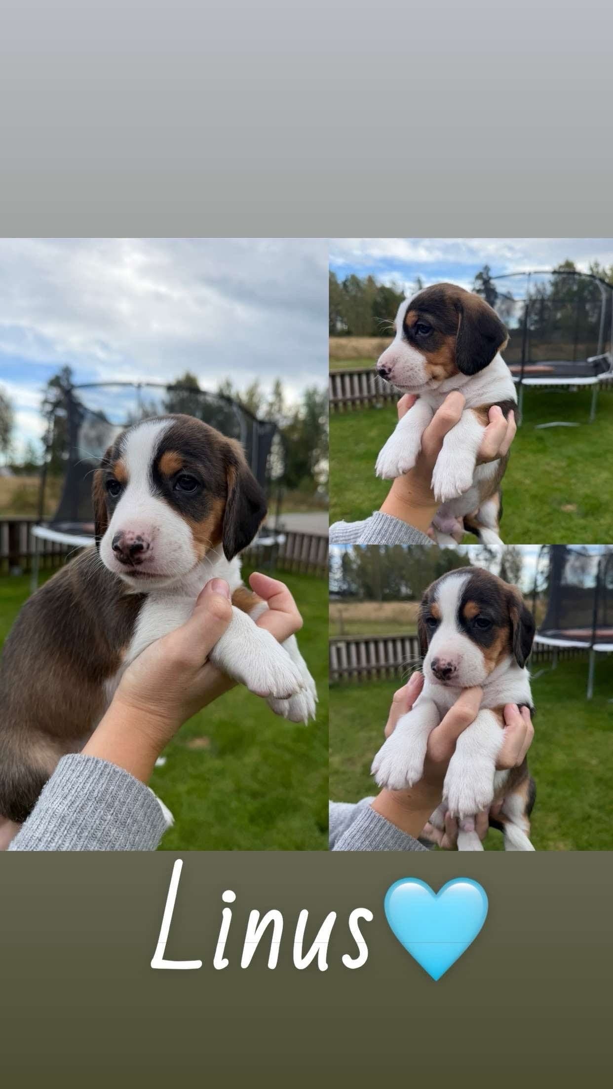 Drever valper 🐶