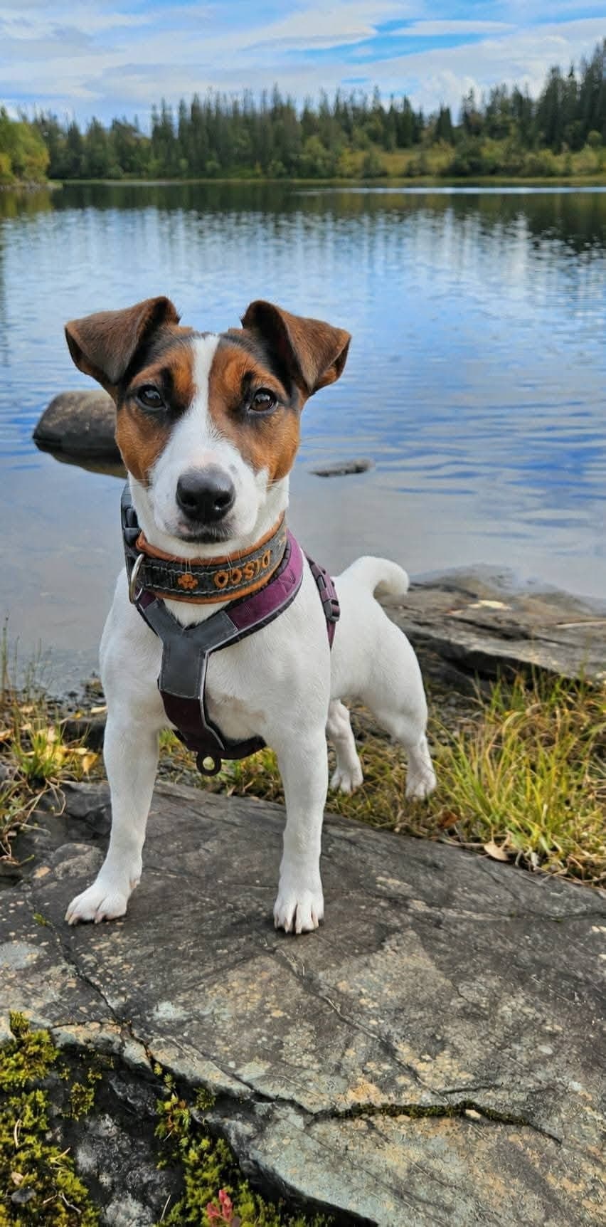 Aktiv og arbeidsvillig Jack Russell-terrier 19mnd søker sitt rette hjem